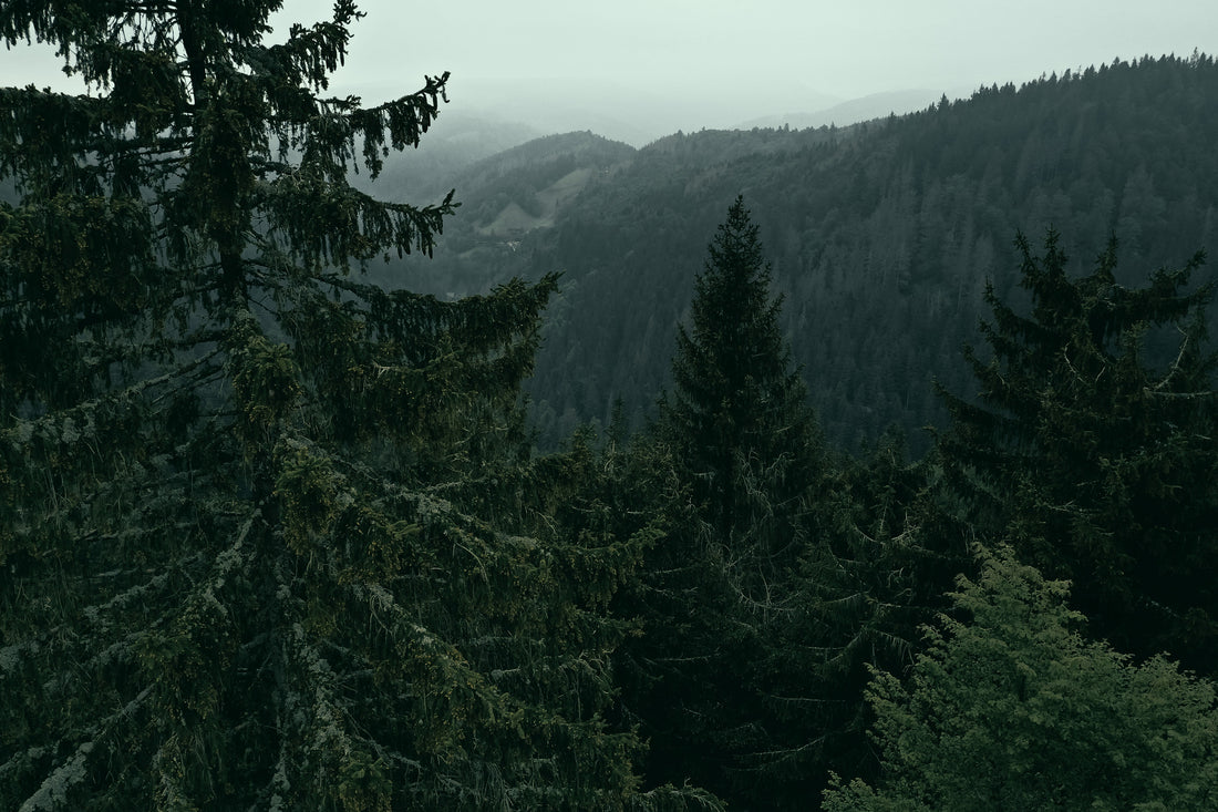 Leseprobe - Der Tote vom Badger Mountain